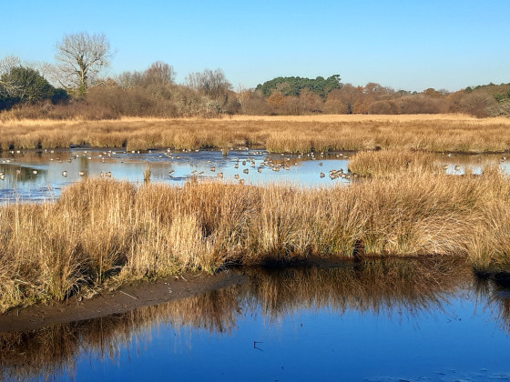 Le marais de Kerdreff