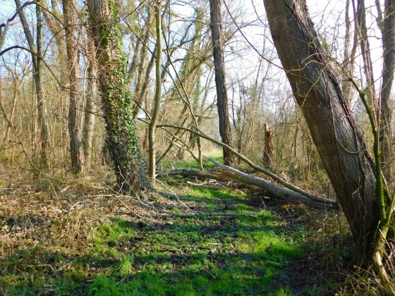 Le marais de Pasloup