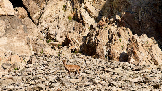 Le même bouquetin au pied du col de la Combe