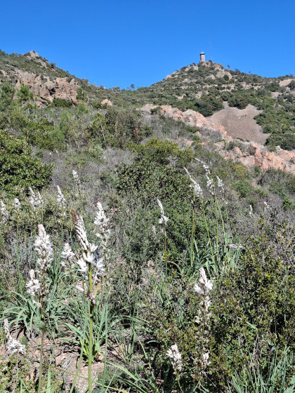 Le Mont Vinaigre fleuri