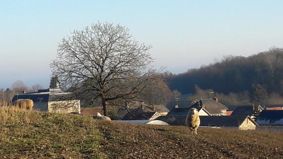 Le mouton intrigué