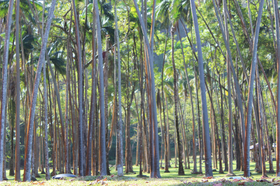 Le parc &agrave; l'arriv&eacute;e