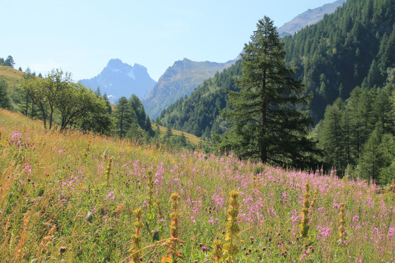 le Petit Belvédère du Mont Viso