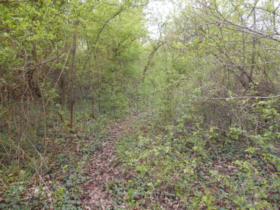 Le petit sentier (4)