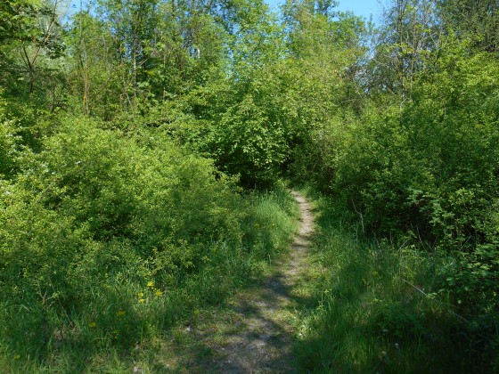 Le petit sentier d\'accès au vieux Rhin