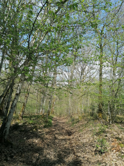 Le petit sentier