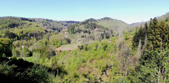 Le pied des Ballons des Vosges