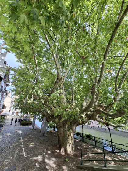 Le platane à feuilles d\'érable des Ponts Couverts