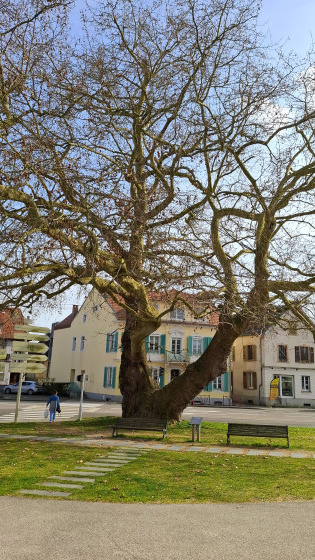 Le "Platane-mus&eacute;e" de Lutterbach