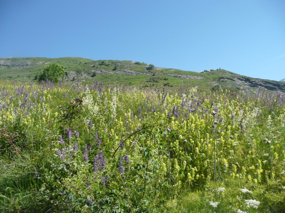 Le plateau d'Emparis au printemps.
