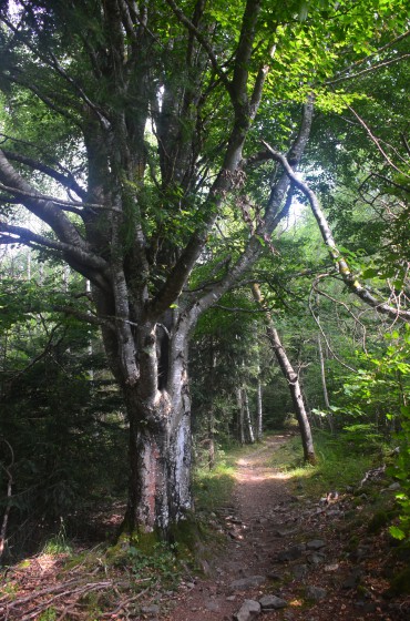 Le plus bel arbre?