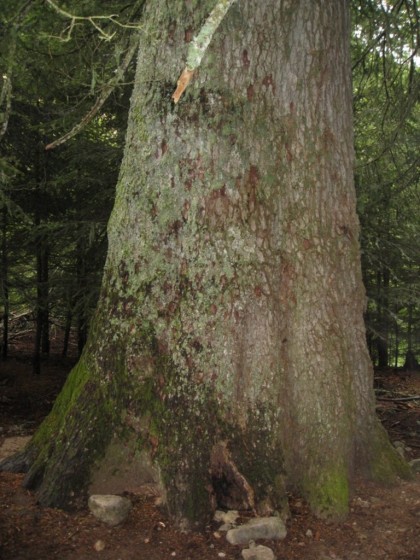 Le plus gros sapin blanc de corse (Abies alba) Ghjàllicu ( En Corse) 4 m de circonférence.