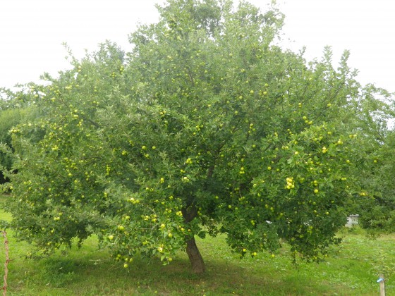 Le Pommeret.