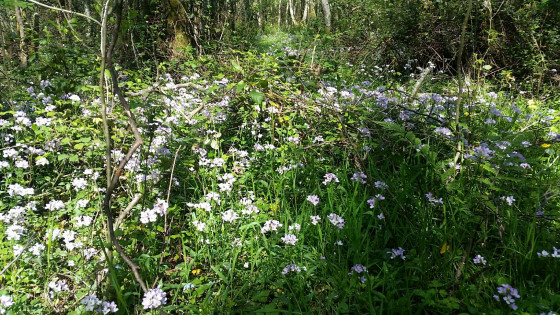 Des tapis de Cardamines des prés dans les sous-bois.