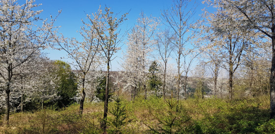 Le printemps