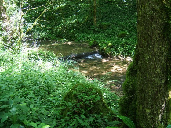 Le ruisseau de la Vau