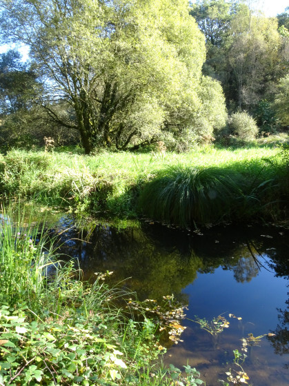 Le ruisseau du Moulin de Kerollin à Ty Flute