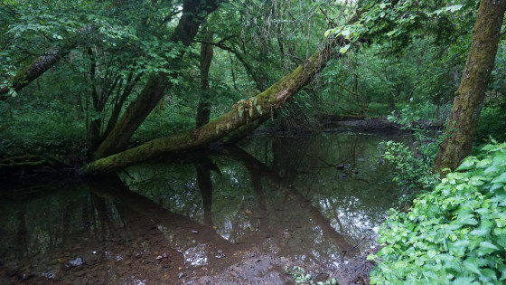 Le ruisseau l'Auzeille