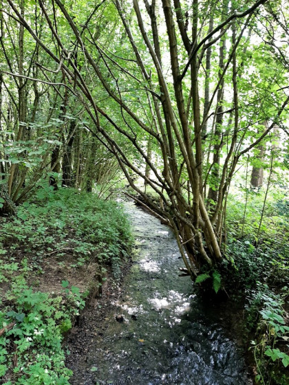 Le ruisseau Raoult