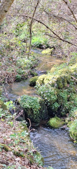 Le ruisseau