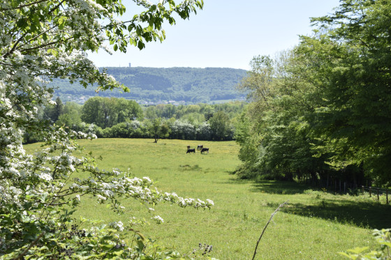 Le Salbert