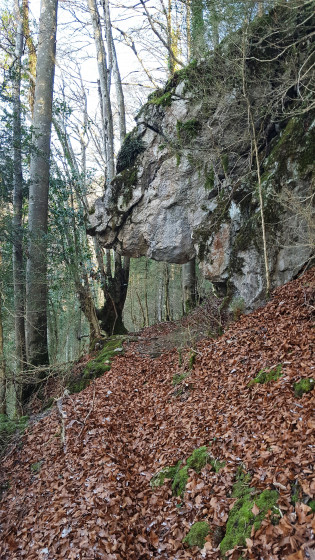 Le sanglier de la B&eacute;deille