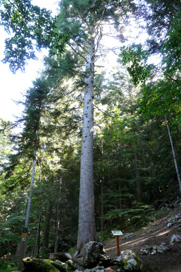 Le Sapin Bellier
