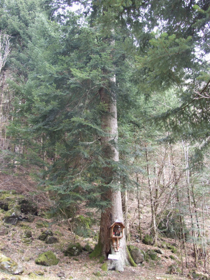 Le sapin de St Antoine