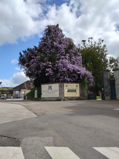 Le Sapin et la Glycine