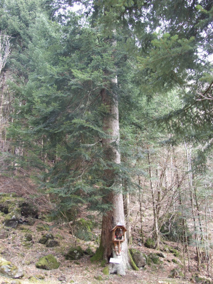 Le Sapin St Antoine