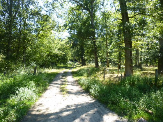 Le Sentier à Goos