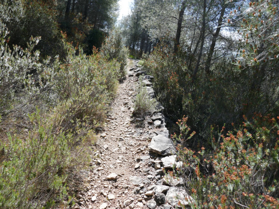 Le sentier bien aménagé
