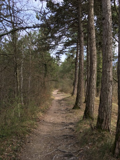 Le sentier dans la forêt de Souligny