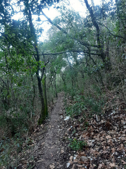 le sentier dans les sous bois