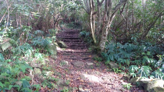 Le Sentier de la Forêt