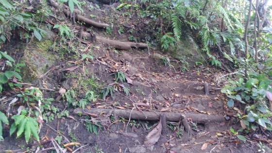 Le Sentier de la Forêt