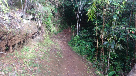 Le Sentier de la Forêt