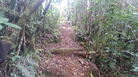Le Sentier de la Forêt