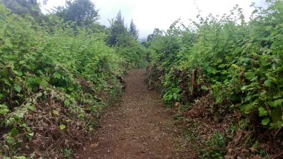 Le Sentier de la Forêt