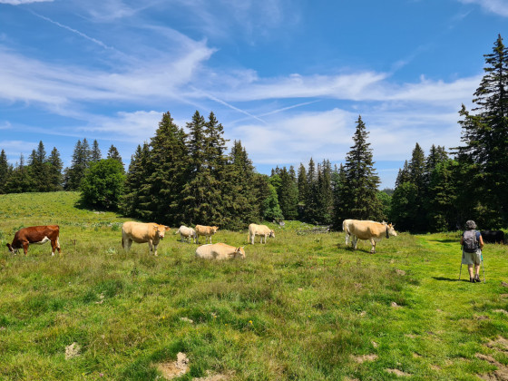 Le sentier des g&eacute;nisses