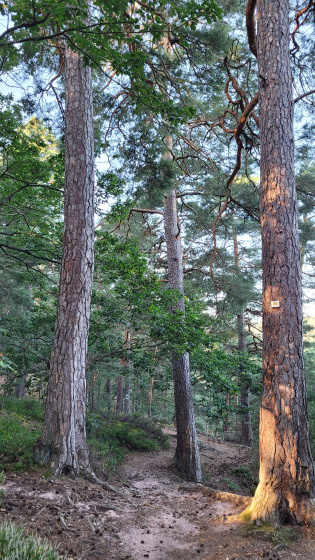 Le sentier du mur païen