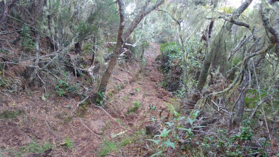 Le sentier du Petit Mapou