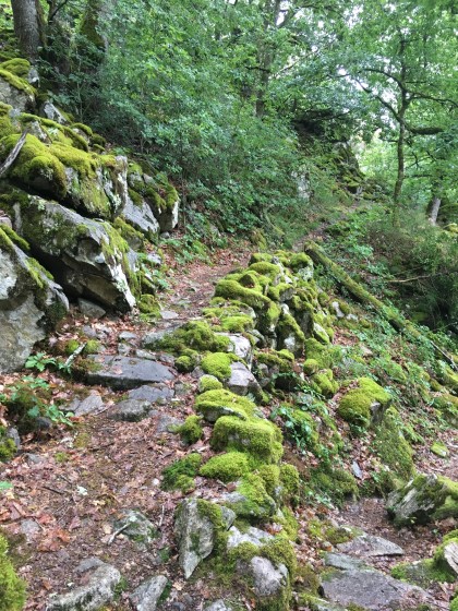 Le sentier forestier au dessus des jardins du Bardot