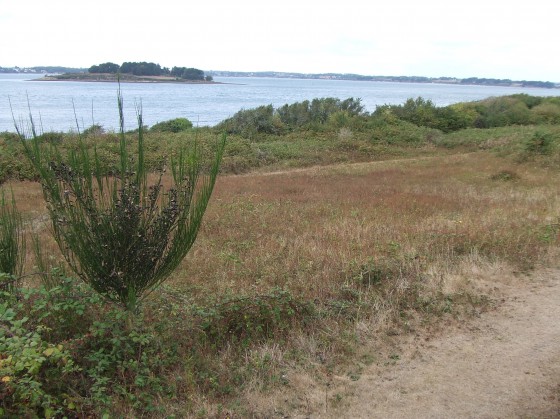 Le sentier parmi la bruyère.