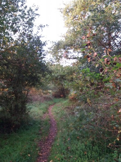 Le sentier longe la rive sauvage de la Loire