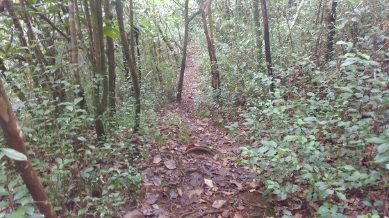 Le sentier vers la Chaîne du Bois de Nèfles