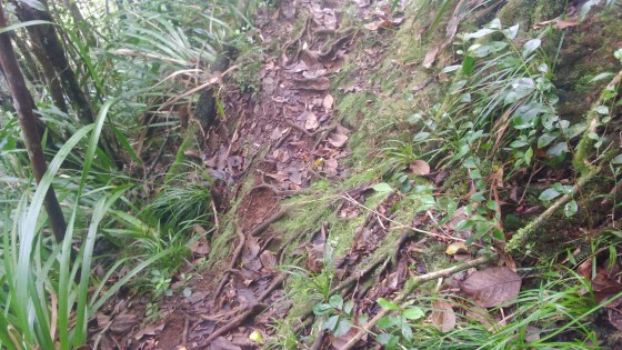 Le sentier vers la Plaine du Bois de Nèfles