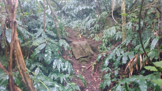 Le sentier vers la Plaine du Bois de Nèfles