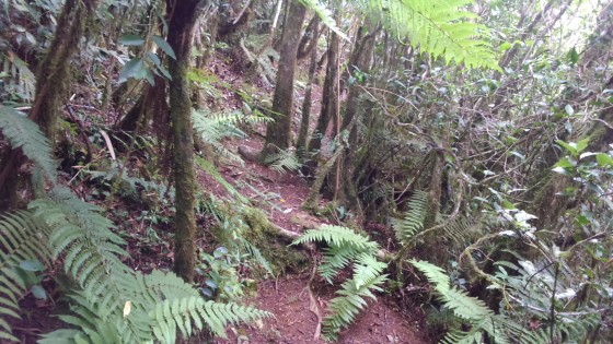 Le sentier