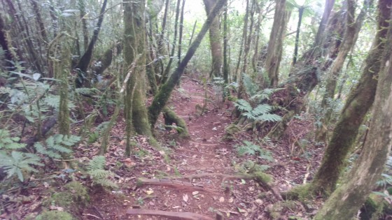 Le sentier